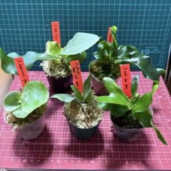 【数量限定】ビカクシダ胞子　60種セット 2026年最新】ビカクシダ 胞子 セットの人気アイテム - メルカリ