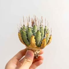 9 ユタエンシス エボリスピナ 現地株 ベアルート 陽炎 アガベ - メルカリ