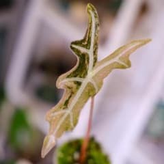 Alocasia Nobillis Pink