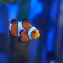 東京住み セール中様のサムネイル