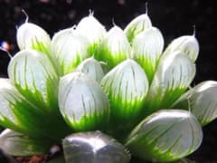 5580 ピリフェラ 多肉植物 ハオルチア アロエ - 5