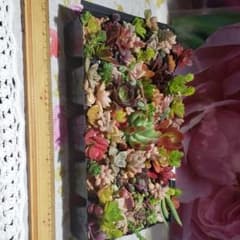 多肉植物。20×12cm.　コピーでなく、現物です！のサムネイル