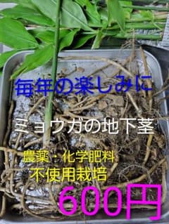 ミョウガの地下茎 農薬・化学肥料不使用栽培のサムネイル