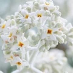 植物　ブットレア・シルバーアニバーサリー^ ^のサムネイル
