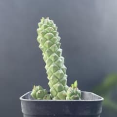 ユーフォルビア モンアデニウム モナデニウム 多肉植物 塊根植物