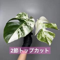 167 斑入りモンステラ ボルシギアナ ホワイトタイガー ハーフムーン 茎