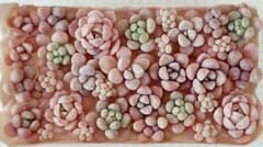 多肉植物　プクプクチビ苗（ピンク系）寄せ植えセット（カット苗）④のサムネイル