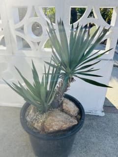 ユッカグロリオサ 3分頭株 NP25黒鉢付 - メルカリ