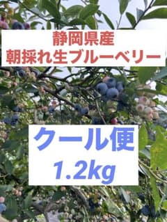 【静岡県産・無農薬】生ブルーベリー 1.2kgのサムネイル