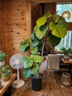 フィカス　ウンベラータ　観葉植物　大型　直接取引希望　岐阜