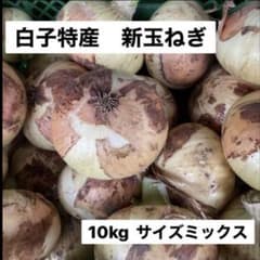 白子産　新玉ねぎ　【サイズお任せM-3L】のサムネイル