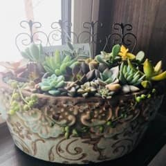 多肉植物 寄せ植えのサムネイル