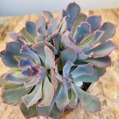 多肉植物 ネオンブレーカーズ 抜き苗 全部 - メルカリ