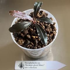 Bucephalandra sp. 