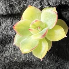 ファイヤーピラー錦　綺麗斑入りのサムネイル