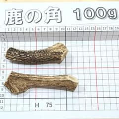鹿の角 H75 2本セット 100g 兵庫県産 鹿角 鹿のツノ しかつの - メルカリ
