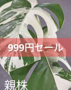 999円セール【10】斑入りモンステラ ホワイトタイガー カット茎 成長点