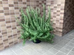⑤玄関アプローチや地植えに最適なキングサイズのローズマリー8号鉢