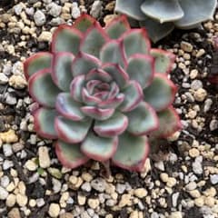 花うらら③のサムネイル