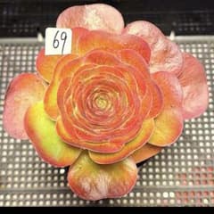 69 #観葉植物アエオニウム❤️魅金のバラ❤️1大頭12cm拨き苗 - メルカリ