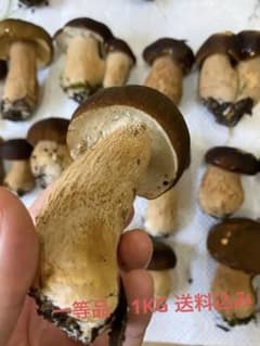 日本のポルチーニ　ヤマドリタケ　天然キノコのサムネイル