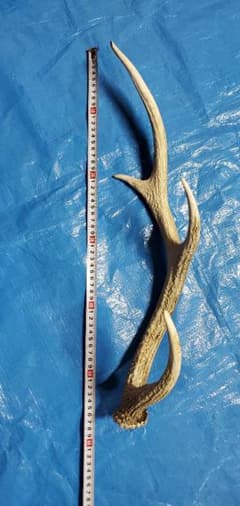鹿の角のサムネイル