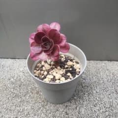 多肉植物 黒法師錦 - メルカリ