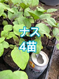 ナス 苗 4株 家庭菜園用のサムネイル