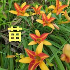 信州産ヘメロカリス宅急便コンパクトに入るだけ 信州産ヘメロカリス宅急便コンパクトに入るだけ