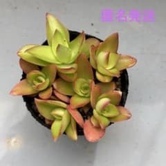 多肉植物　カット苗のサムネイル