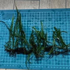ミクロソリウム B品のサムネイル