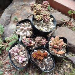 多肉植物　セダムのサムネイル
