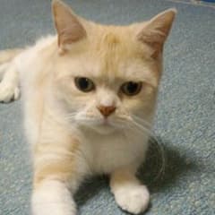 返金用のサムネイル