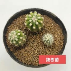 サボテン 大豪丸 曙斑 斑入り 子株 3株セット 抜き苗 未発根 - メルカリ