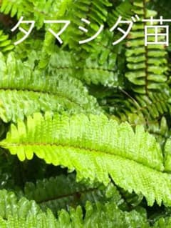 タマシダ★無農薬のサムネイル