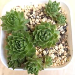 もこもこ】センペルビウム ロゼット多肉植物 子株付き - メルカリ