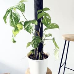 極希少 アミドリウム メディウム モンステラ 支柱 観葉植物 m40056522480_1.jpg?1757535377
