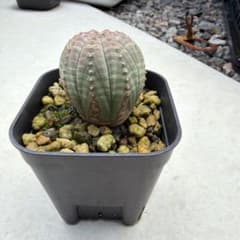 ユーフォルビア オベサ 塊根植物 コーデックス ユーフォルビア オベサ 観葉植物 塊根植物 コーデックス - メルカリ