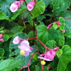 秋海棠　根付き苗　子苗　観葉植物　多年草　植物のサムネイル