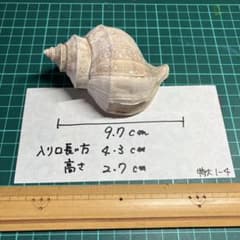 天然貝殻 標本 コレクション用 水槽インテリア 隠れ家 特大1-4 - メルカリ