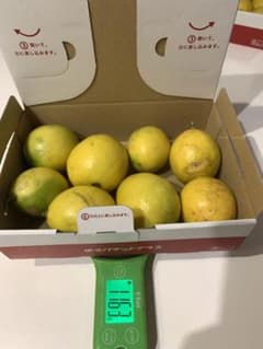 国産レモン   無農薬　1,163gのサムネイル