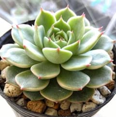 多肉植物★エケベリア★ベンバディスのサムネイル