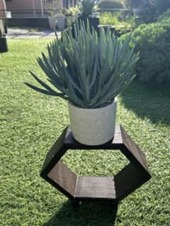 多肉植物セネシオキュリオブルース①そのまま発送のサムネイル