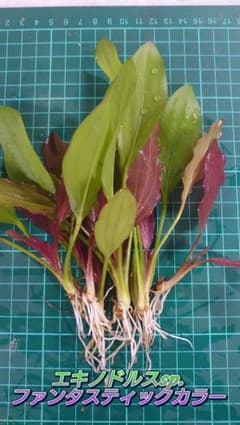 エキノドルス ファンタスティックカラー 水上葉~ 10cm前後 小株~中株 2