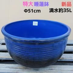 新品 ∅51 特大 陶器 睡蓮鉢 手造り メダカ鉢 難有 ラピスブルー LDB
