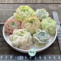 くるみ 様専用❗️014多肉植物　カット苗　7種セット❣️のサムネイル