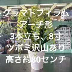 グラマトフィラム アーチ形、3本立ち、8寸 ツボミ沢山あり 高さ約80センチ グラマトフィラム アーチ形、3本立ち、8寸 ツボミ沢山あり 高さ約80