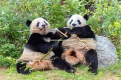 レイレイ、シャオシャオの写真A4サイズ1枚のサムネイル