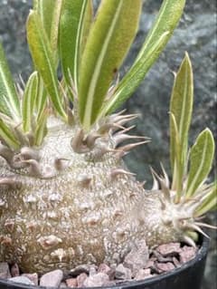 パキポディウム　ホロンベンセ実生①のサムネイル