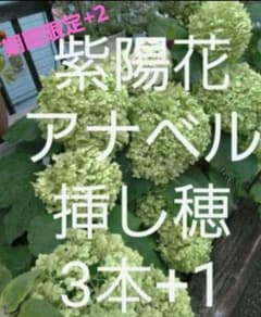 期間限定+2本追加　紫陽花アナベル白のさし穂　3本+1本+2本追加　計6本発送のサムネイル